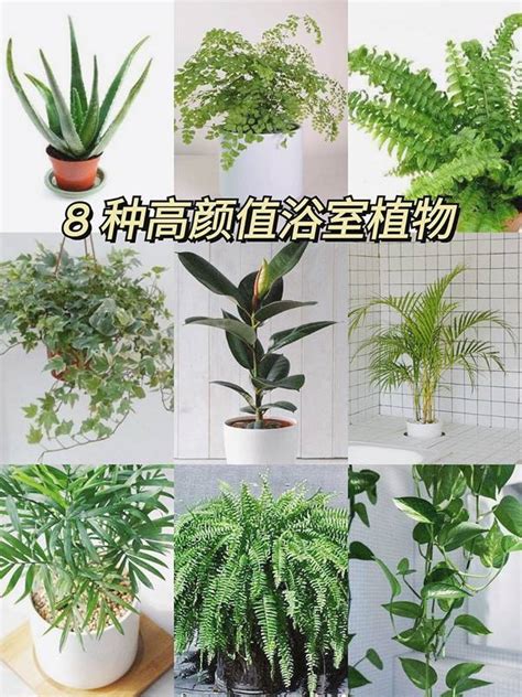 適合放在浴室的植物|精選7種美麗植物，讓浴室空間更清新怡人 